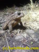 /home//u458753944/public_html/sourcegallery//Roxborough Toad Detour/2026/2026-03-11/P3111577.JPG